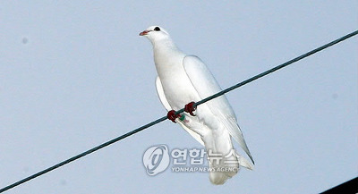 노블리유 이미지