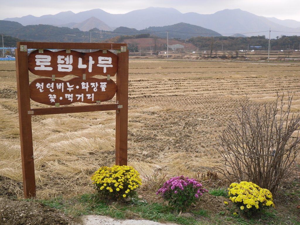 로뎀나무 이미지