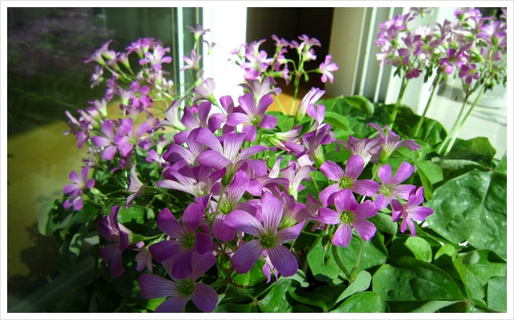 정 사랑주고『클릭』놀러오세요^^*