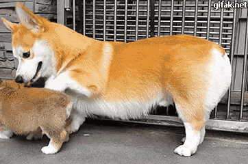 앉는 법 가르치는 웰시코기.gif | 인스티즈