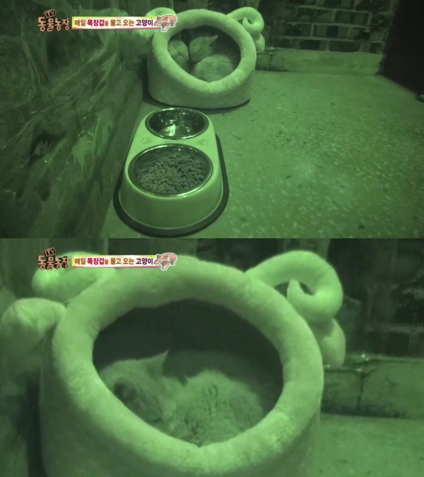 [동물농장] 매일 장갑 물어오는 고양이 (사랑스러움주의/스압주의) | 인스티즈