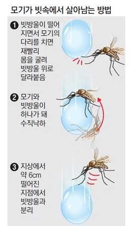 모기가 빗속에서 살아남는 방법 | 인스티즈
