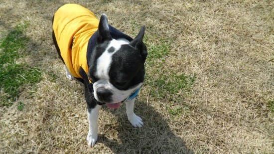 못생겼는데 매력있는 강아지 종 .jpgif | 인스티즈