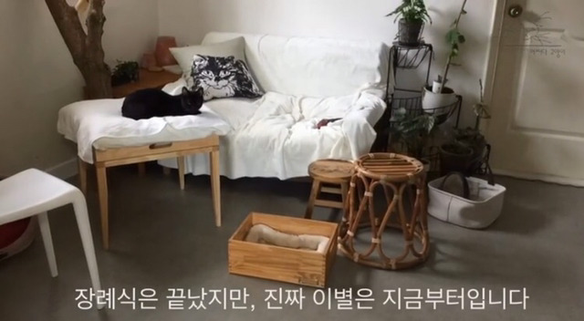 내 고양이의 장례식(슬픔주의) | 인스티즈