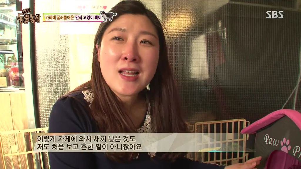 동물농장 [카페에굴러들어온고양이렉토] | 인스티즈