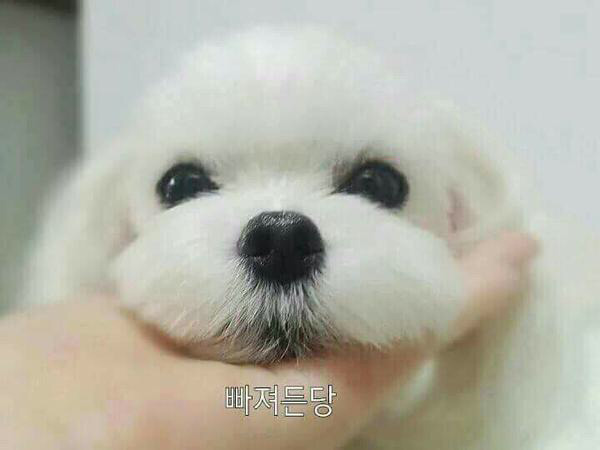 다 이미지