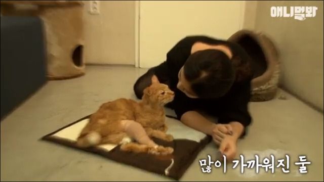 거식증 걸린 고양이 준팔이 그후 | 인스티즈