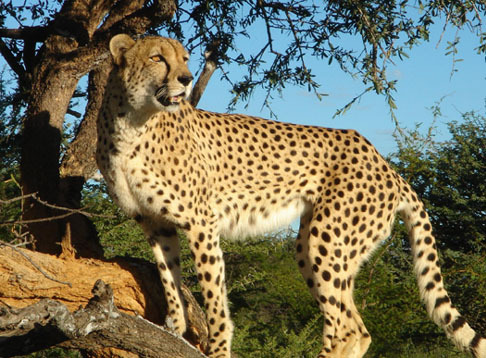 아프리카 대륙에서 고기만 먹고 사는 놈들 | 인스티즈