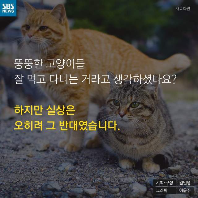 뚱뚱한 길냥이들의 진실 | 인스티즈
