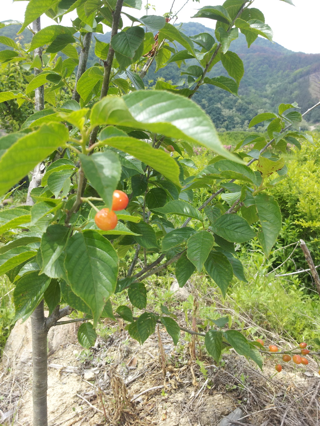 옥천풍경 이미지
