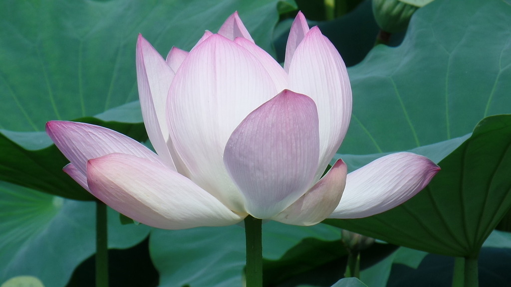 데이트 코스로 유명한 전주 덕진공원 예쁜 연꽃 풍경 | 인스티즈