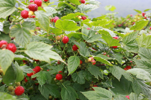 산딸기 이미지