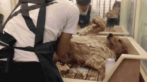 순한 강아지 목욕시키기.gif | 인스티즈