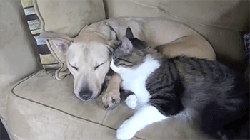 개와 고양이.gif | 인스티즈
