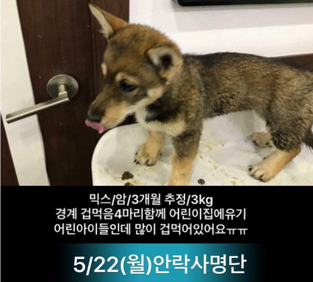 이틀 뒤인 22일 안락사 명단이야.. 너무 이쁜아가들 밖에 없어.. 한번만 도와주라.. | 인스티즈