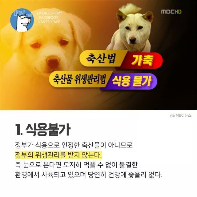 개고기를 먹지말아야 하는 설득력있는 이유 | 인스티즈