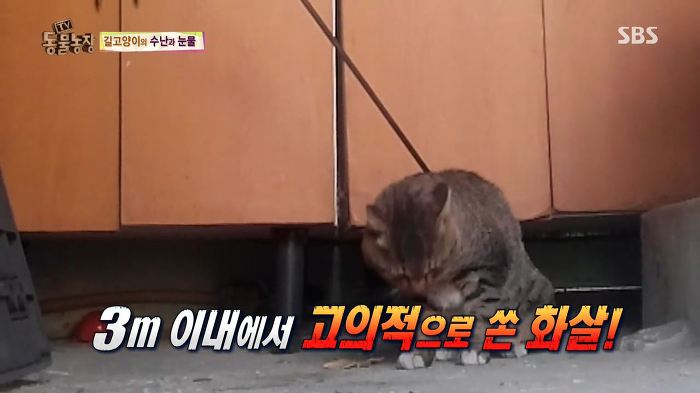 눈앞에서 제 아이가 맞아죽었습니다. 도와주세요 | 인스티즈