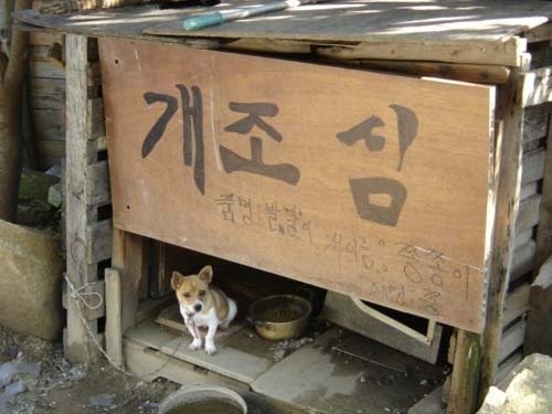 안녕하세오 멍멍이 조심해주세오.jpg | 인스티즈