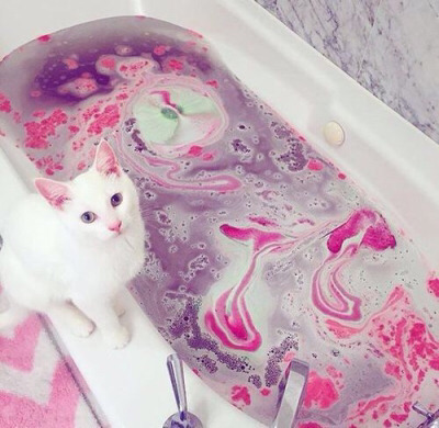 Tumblr : #cat #pink | 인스티즈
