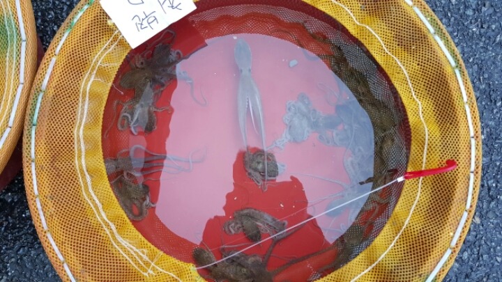 목포세발낙지 이미지