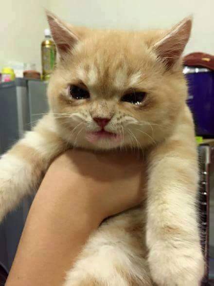[데이터주의] 고양이-고양이-고양이-고양이-고양이-Cat.gif | 인스티즈