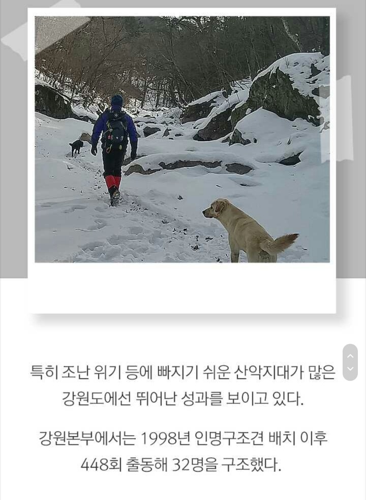 사람들 구조하는 인명구조견 삼총사 | 인스티즈