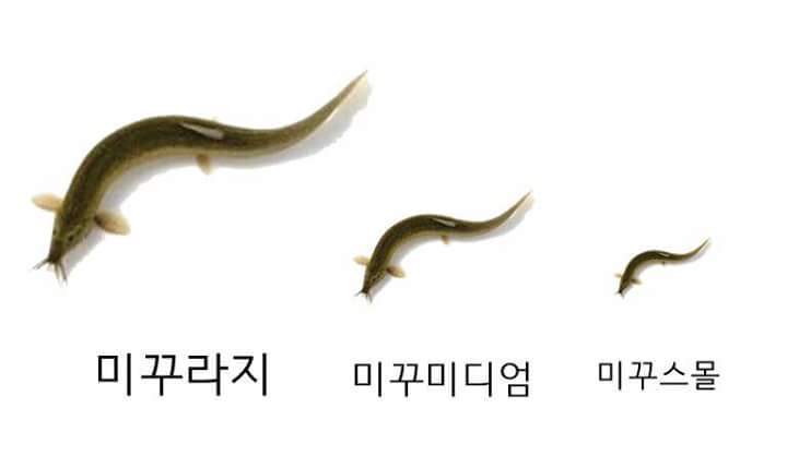 미꾸라지.jpg | 인스티즈