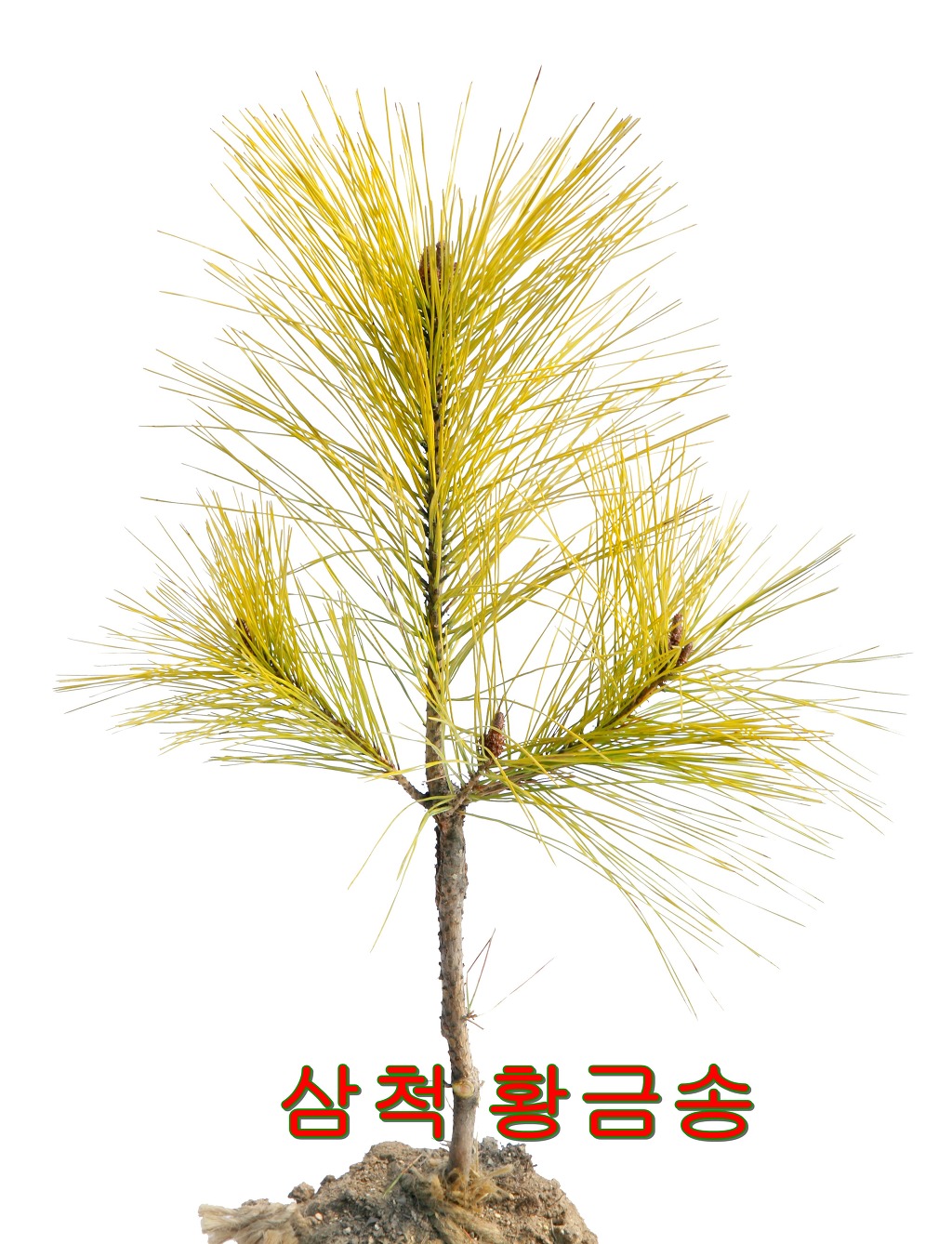 새천년농원(현농원) 황금소나무 - 황금소나무 이야기 - 새천년농원 새천년농원(현농원) 황금소나무