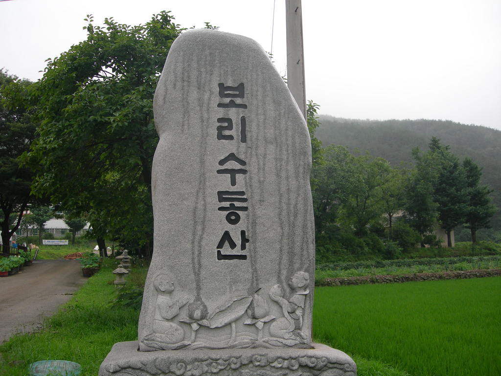 고성보리수 이미지