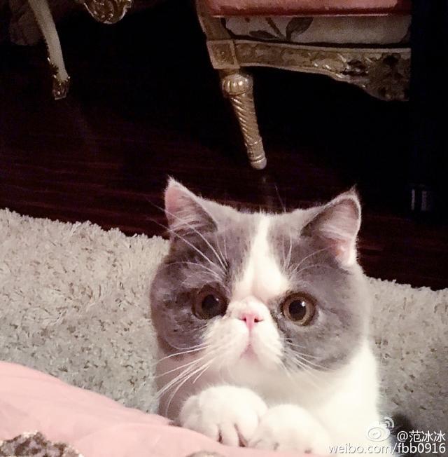 판빙빙 고양이.jpg | 인스티즈