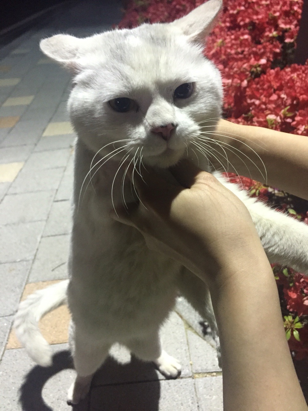 아파트 단지에 고양이 (줍?) | 인스티즈