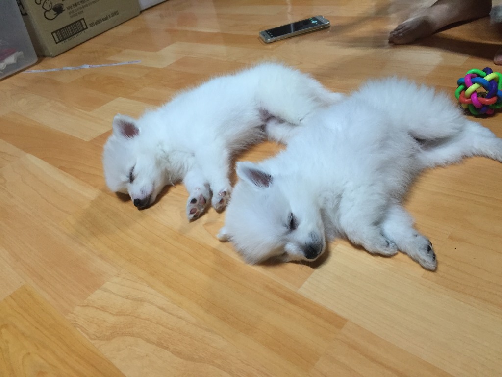 우리집 꼬물이.jpg (* 심장 터짐 각오하고 들어오시길) | 인스티즈
