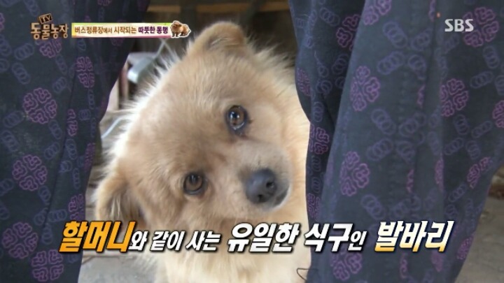 [동물농장] 할머니와 발바리의 따뜻한 우정 | 인스티즈