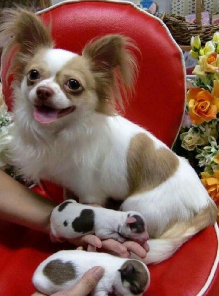 내안에 하트있당 | 인스티즈