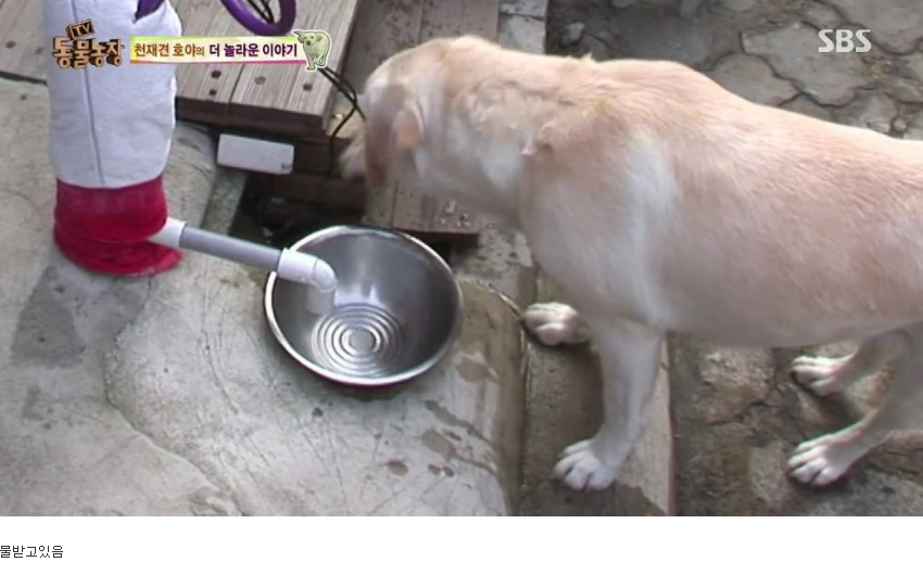 동물농장 완전 똑똑한 멍멍이 | 인스티즈