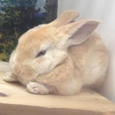 심쿵사 할 준비가 된 자만 들어오라(feat.토끼) | 인스티즈