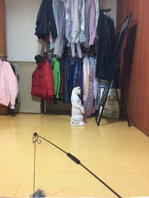 우리집 고양이 정말 뭐 있는게 아닐까.jpg | 인스티즈