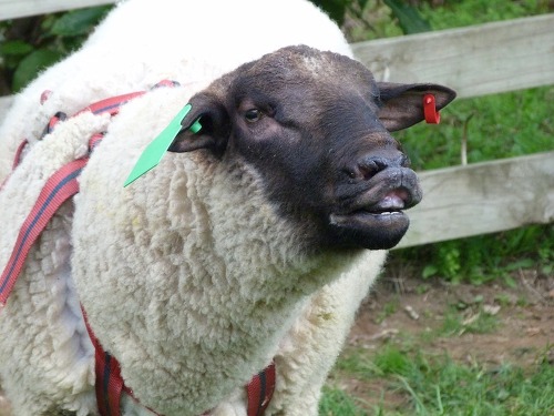 누가 페로몬 흘리고 다니는지 확인하는 방법.jpg | 인스티즈