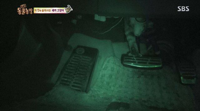 동물농장에 나온 고양이 | 인스티즈