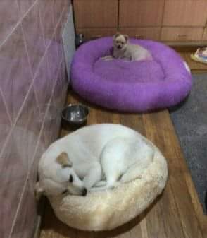 강아지가 넘 커져서 마약방석을 새로 사줬는데 .twt | 인스티즈