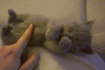 두통이 심한 고양이들.jpgif | 인스티즈