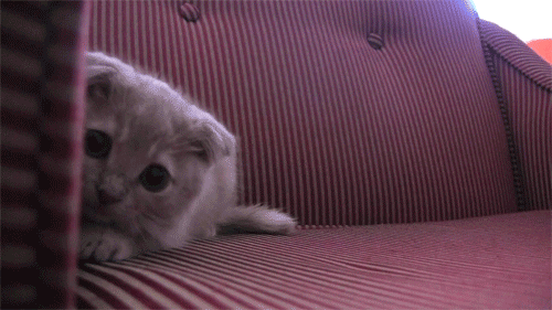 고양이 엉덩이 흔들기 모음.gif | 인스티즈