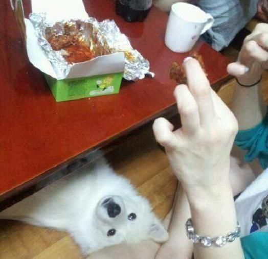 야 솔직히 개가 치킨 한 조각 좀 먹는다고 죽냐?ㅋㅋㅋ | 인스티즈
