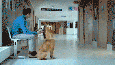 아빠가 된 멍멍이.gif | 인스티즈