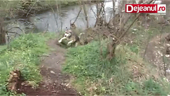 멍뭉이를 구해주었다.gif | 인스티즈