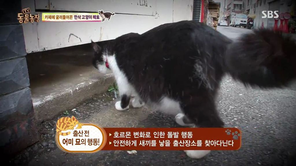 동물농장 [카페에굴러들어온고양이렉토] | 인스티즈