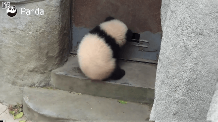 윗몸일으키기를 하려던 아기 판다 | 인스티즈