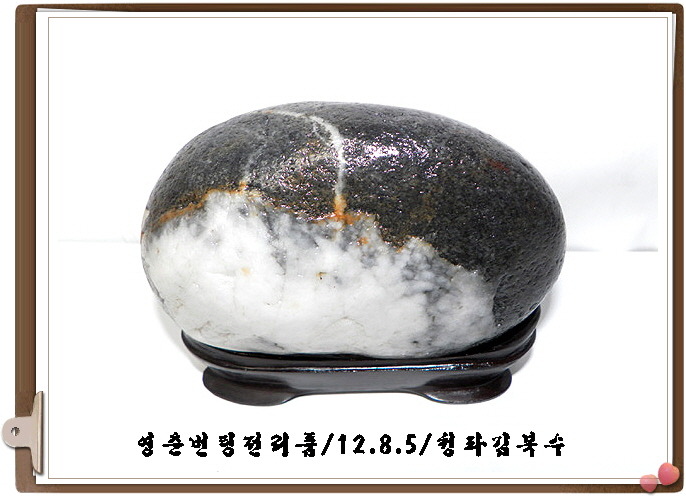 영춘 이미지