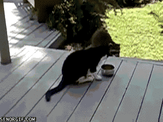 미국에서의 너구리 이미지ㅋㅋㅋ.gif | 인스티즈