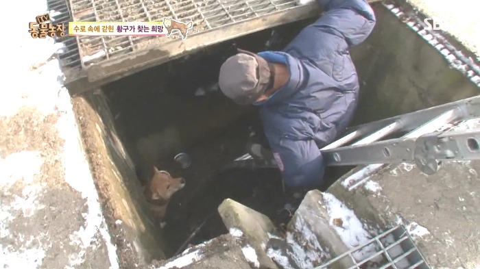 [동물농장] 수로 속에 갇힌 황구가 찾는 희망.JPG (감동주의) | 인스티즈